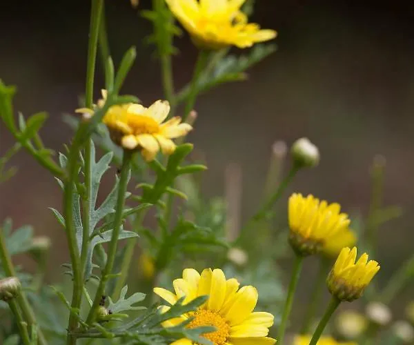 Appartement Kondic Omišalj
