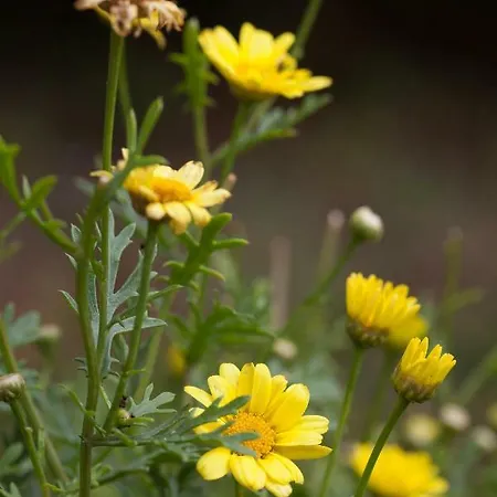 Lejlighed Kondic Omišalj